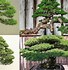 Harga Bonsai Kimeng Termahal